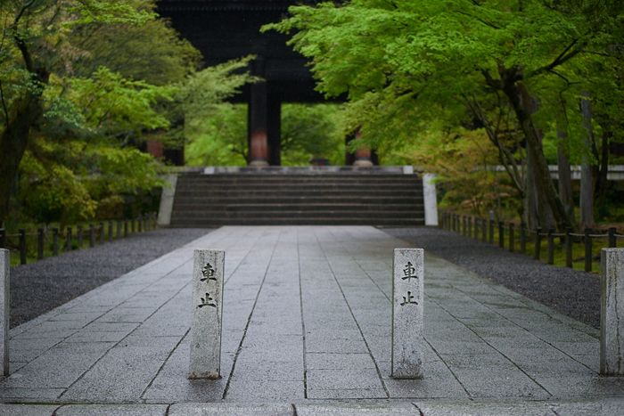 京都 南禅寺 青もみじ 2015 ／ Panasonic LUMIX G 42.5mm/F1.7 ASPH ...